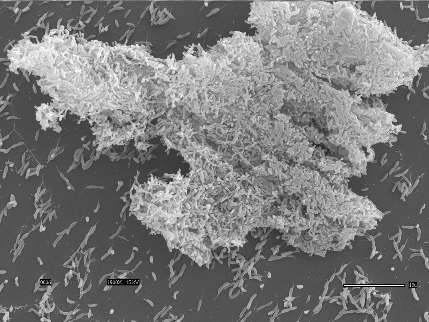 Scanning electron microscopy of the L. rhamnosus CRL 1332 biofilm