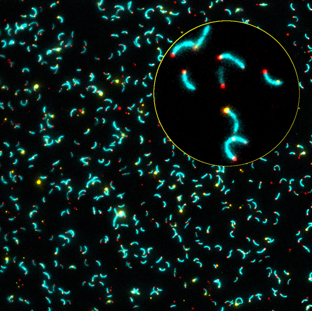 C. cresentus expressing cytoplasmic CFP, IbpA-YFP, and mCherry-SpmX